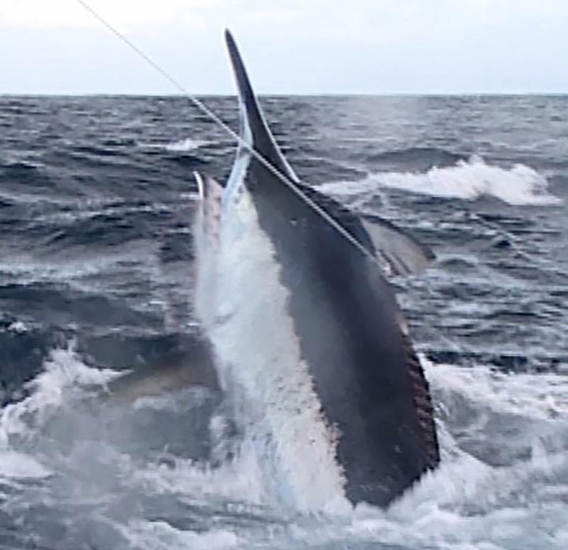 A 1000lb Black Marlin leaps away as i catch him in a 7m trailer boat at Jewel Reef in Far North Queensland - photo © Andrew Ettingshausen