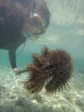 Marine pests can sometimes also disperse in currents, they move further and faster when they hitch a ride aboard our boats © Marine Pests NZ