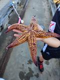 Northern Pacific seastar is a huge starfish (up to 50cm in diameter) - it is an eating machine and its favourite food includes mussels, clams, scallops and other shellfish