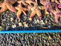 Northern Pacific seastar is a huge starfish (up to 50cm in diameter) - it is an eating machine and its favourite food includes mussels, clams, scallops and other shellfish