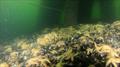 Northern Pacific seastar is a huge starfish (up to 50cm in diameter) - it is an eating machine and its favourite food includes mussels, clams, scallops and other shellfish