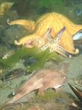 Northern Pacific seastar is a huge starfish (up to 50cm in diameter) - it is an eating machine and its favourite food includes mussels, clams, scallops and other shellfish