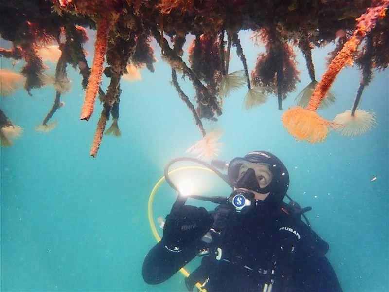 LBJ Fanworm: Mediterranean fanworm growing on structures. If you find this outside known locations, please report it. Locations like the Poor Knights are particularly vulnerable.Northland Regional Council photo copyright Northland Regional Council taken at Royal New Zealand Yacht Squadron and featuring the  class