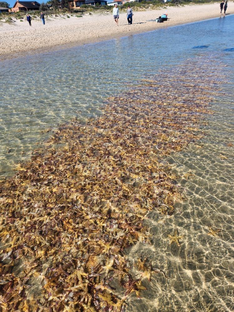 Northern Pacific seastar is a huge starfish (up to 50cm in diameter) - it is an eating machine and its favourite food includes mussels, clams, scallops and other shellfish photo copyright Julianne Stuart, Australia  taken at Royal New Zealand Yacht Squadron and featuring the  class