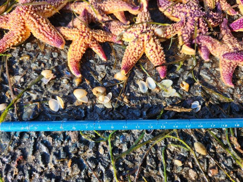 Northern Pacific seastar is a huge starfish (up to 50cm in diameter) - it is an eating machine and its favourite food includes mussels, clams, scallops and other shellfish - photo © Julianne Stuart, Australia 