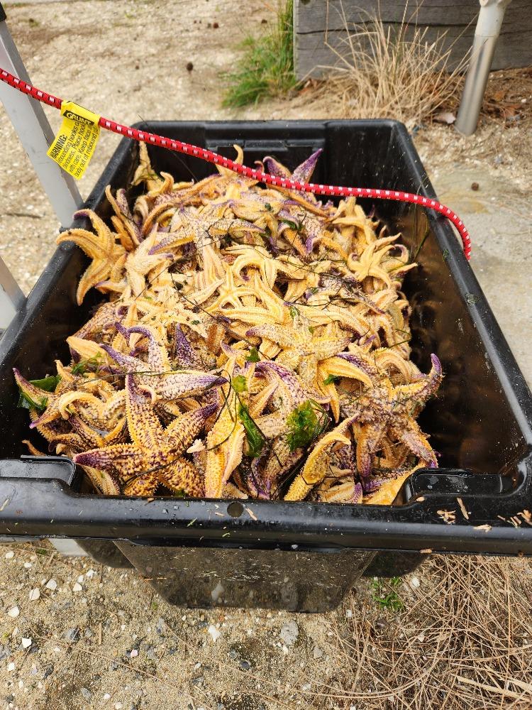 Northern Pacific seastar is a huge starfish (up to 50cm in diameter) - it is an eating machine and its favourite food includes mussels, clams, scallops and other shellfish photo copyright Julianne Stuart, Australia  taken at Royal New Zealand Yacht Squadron and featuring the  class