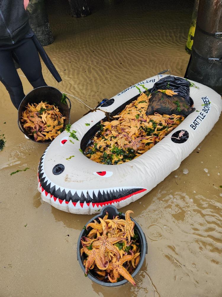 Northern Pacific seastar is a huge starfish (up to 50cm in diameter) - it is an eating machine and its favourite food includes mussels, clams, scallops and other shellfish photo copyright Julianne Stuart, Australia  taken at Royal New Zealand Yacht Squadron and featuring the  class