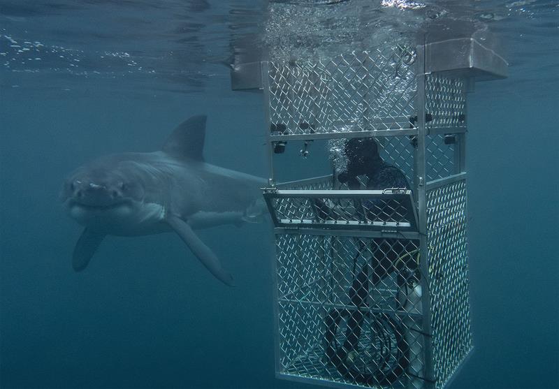 Cage diving with a Great White - photo © Dr Riley Elliott