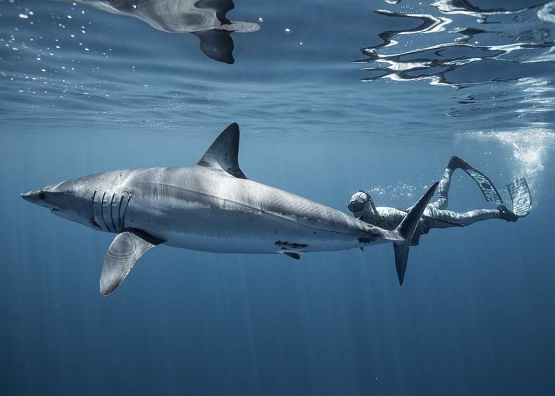 Swimming with a Mako Shark photo copyright Dr Riley Elliott taken at 