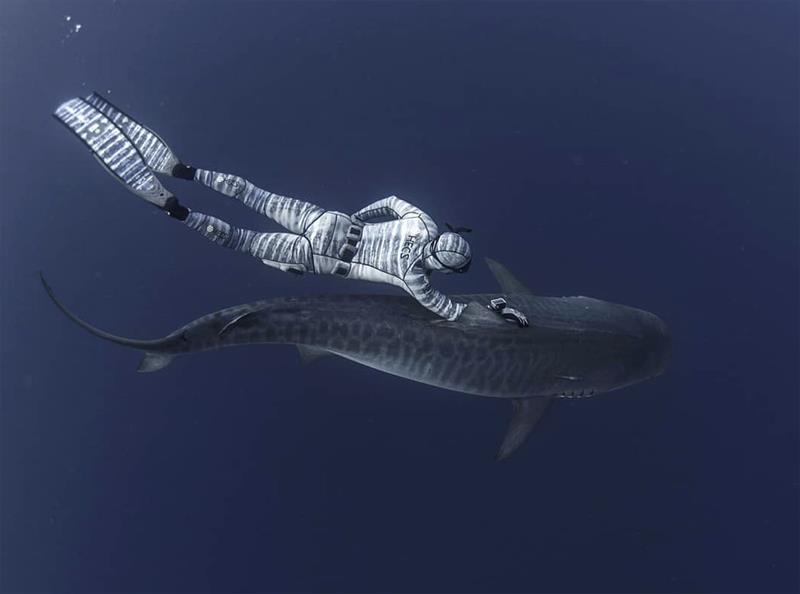 Swimming with a Tiger Shark - photo © Dr Riley Elliott