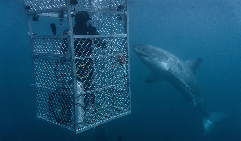 Cage diving with a Great White - photo © Dr Riley Elliott