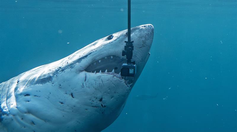 A Great White gets very inquisitive with a GoPro - photo © Dr Riley Elliott