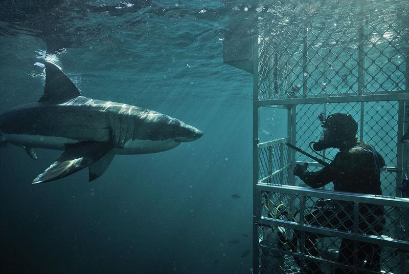 Cage diving with a Great White - photo © Dr Riley Elliott