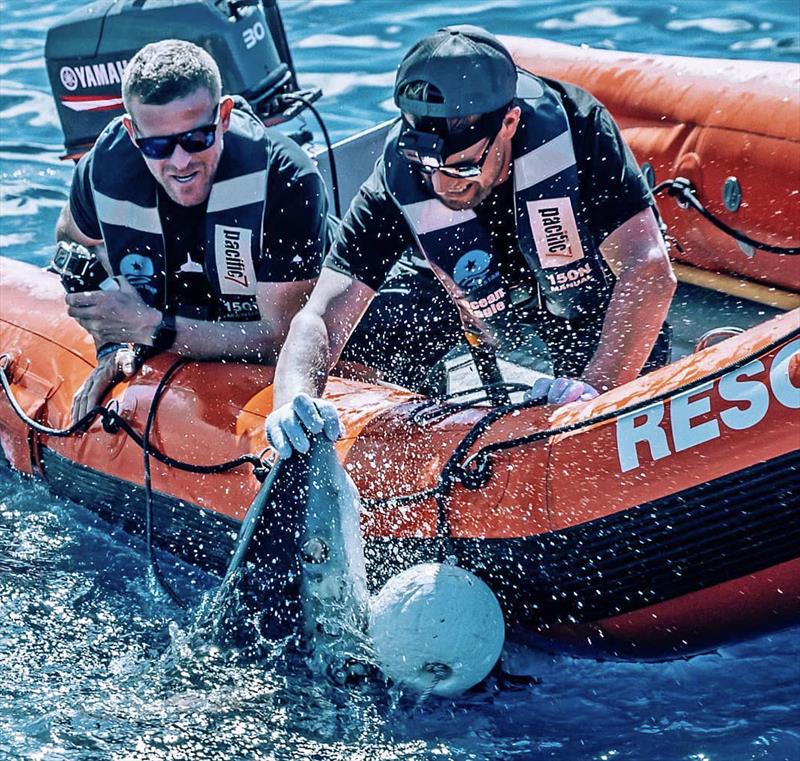 Deploying fin cameras onto a Mako Shark photo copyright Dr Riley Elliott taken at 