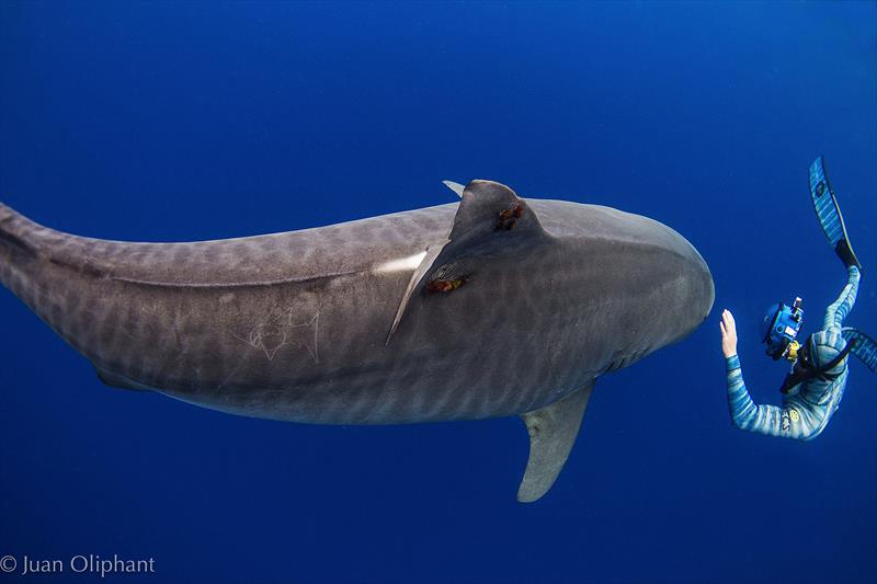 Swimming with a Tiger Shark - photo © Juan Oliphant