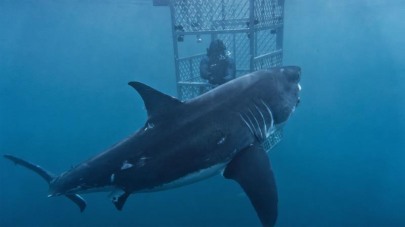 Cage diving with a Great White photo copyright Dr Riley Elliott taken at 