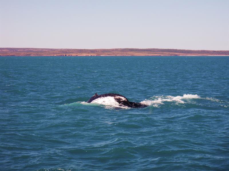 A whale off Red Bluff, in Western Australia photo copyright The Wooden Boatshop taken at Sorrento Sailing Couta Boat Club and featuring the Power boat class